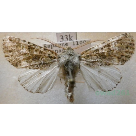 Polymixis lichenea (Hübner, 1813) Spain33k